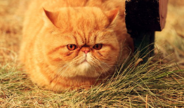 胖猫谭竹吃瓜爆料,娱乐圈吃瓜大揭秘