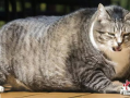 胖猫谭竹吃瓜爆料,娱乐圈吃瓜大揭秘