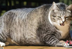 胖猫谭竹吃瓜爆料,娱乐圈吃瓜大揭秘
