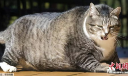 胖猫谭竹吃瓜爆料,娱乐圈吃瓜大揭秘